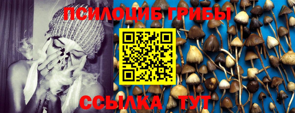 Псилоцибиновые грибы Psilocybe  Вход с VPN  как найти наркотики  Егорьевск 